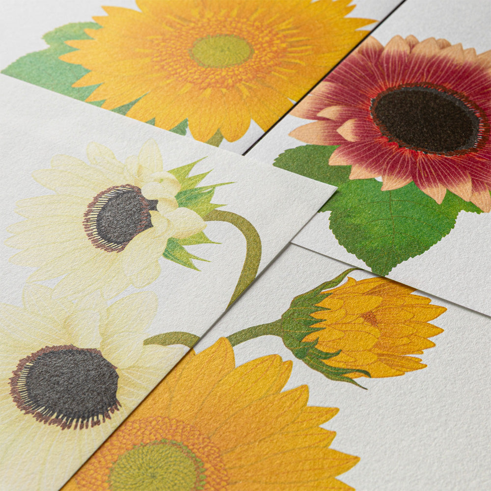 Papier à Lettres, Tournesol