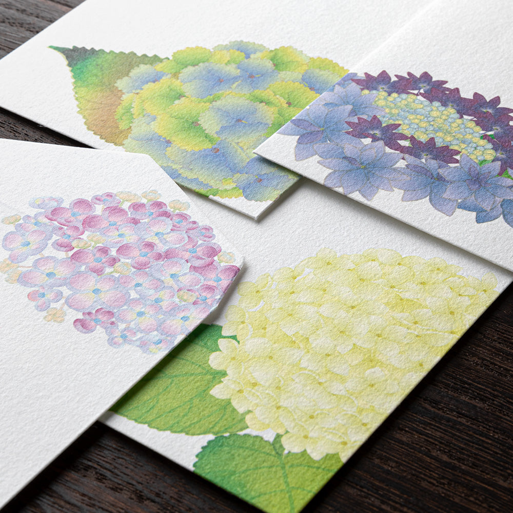 Enveloppes, Hortensia
